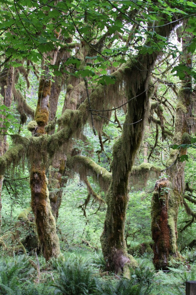 Hoh Rainforest