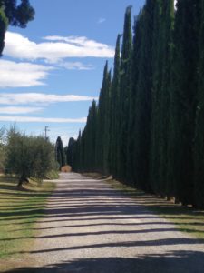 Felsina cyprus trees day 4